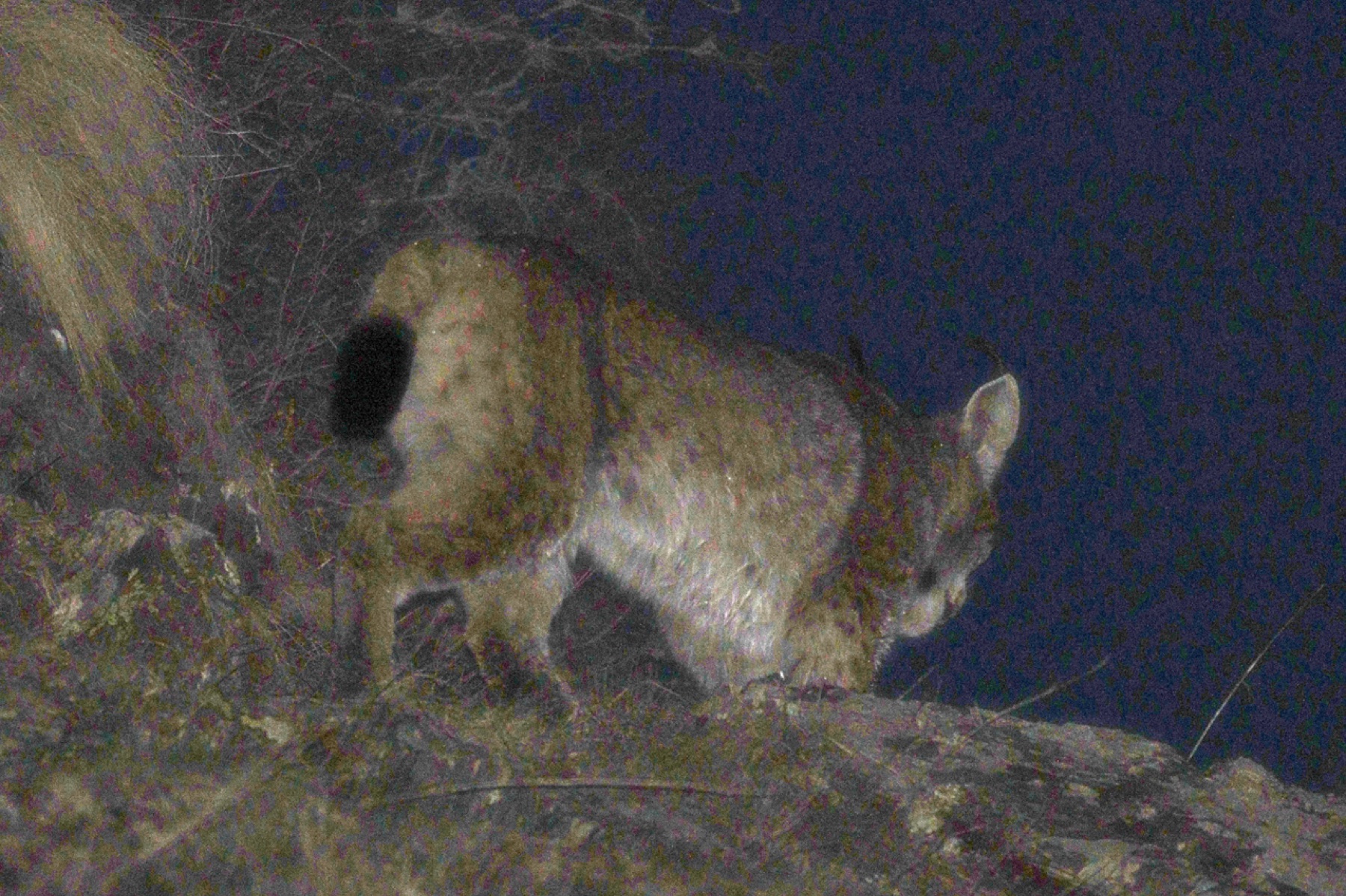 Eurasian lynx (Lynx lynx) — Greater Caucasus — Jan Ebr