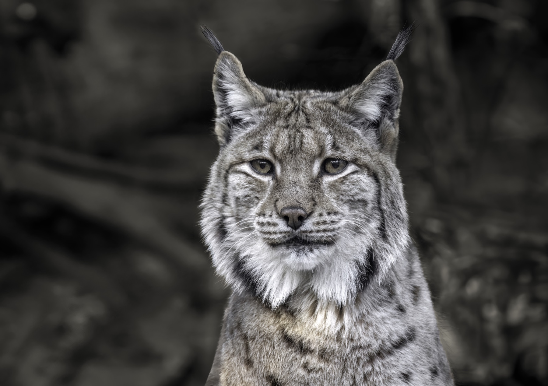 Eurasian lynx (Lynx lynx) — Alpenzoo Innsbruck — Wilfredo Rafael Rodriguez Hernandez