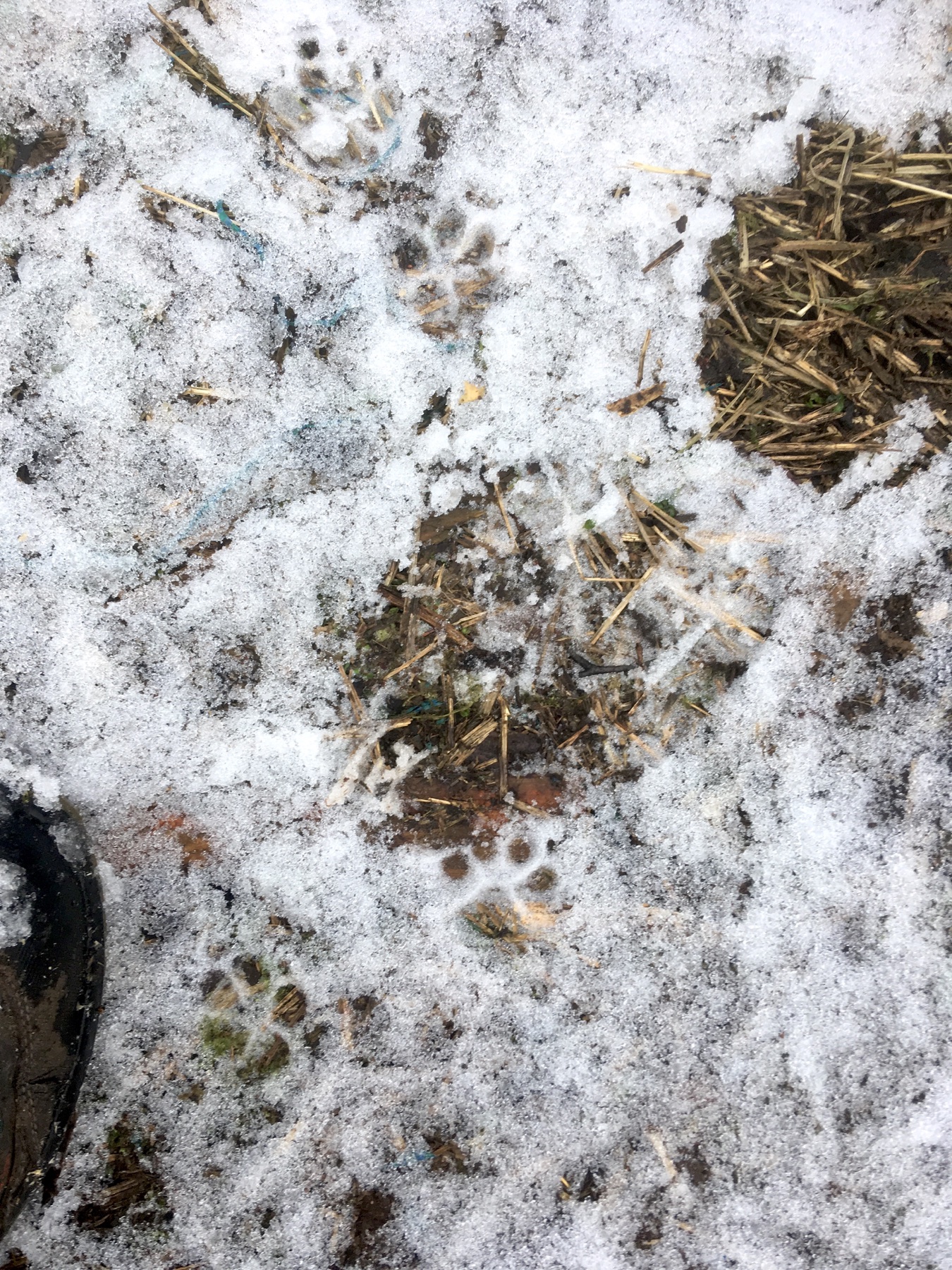 Eurasian lynx (Lynx lynx) — Kõrvemaa — Sillerkiil