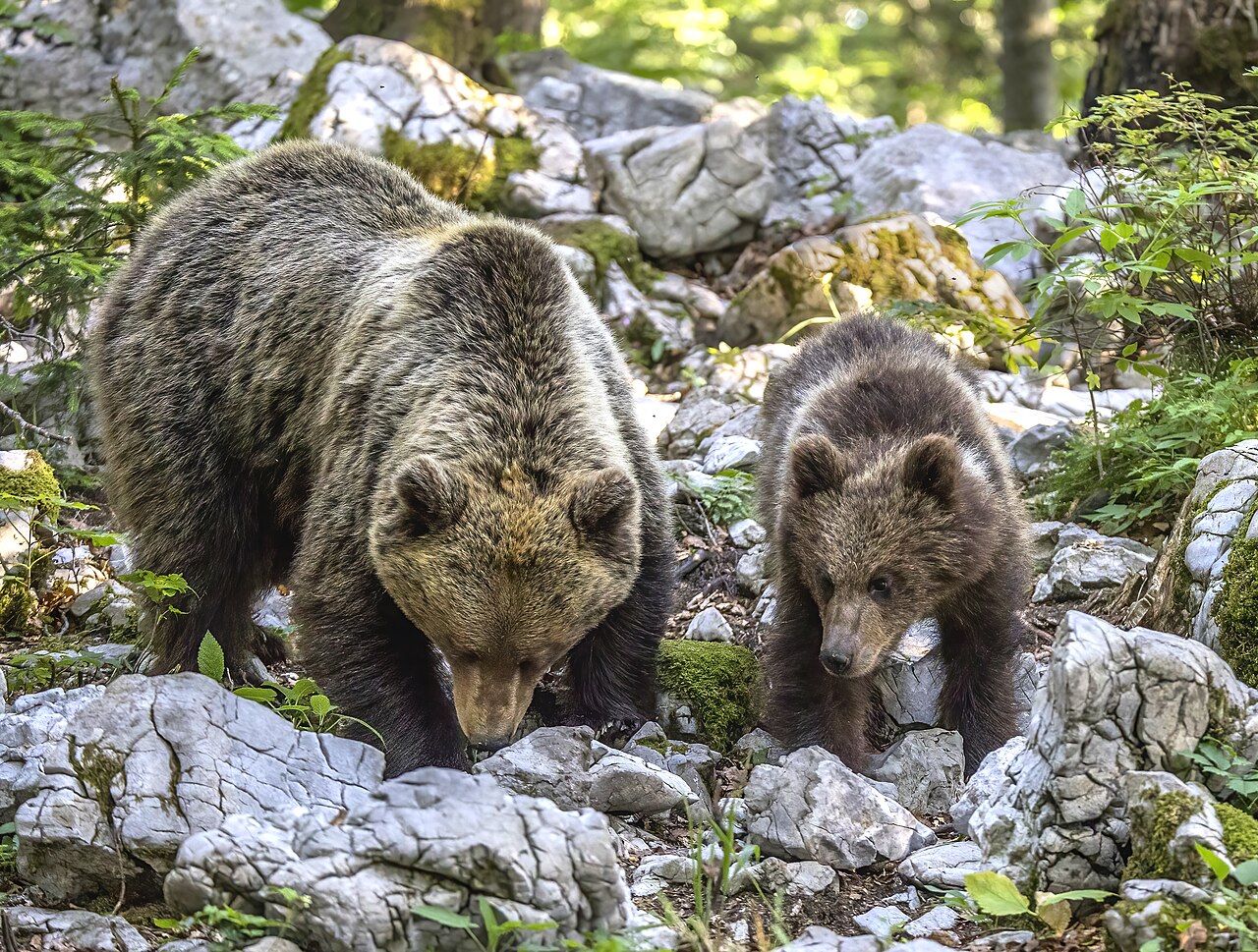 მურა დათვი (Ursus arctos) — სტარი კოტი — Charles J. Sharp