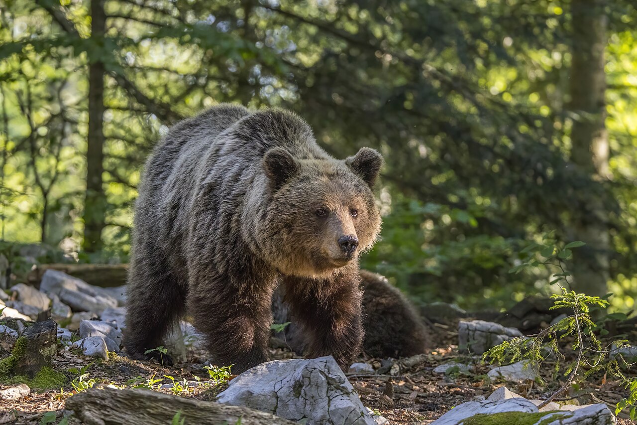 მურა დათვი (Ursus arctos) მუდმივი საქართველოში