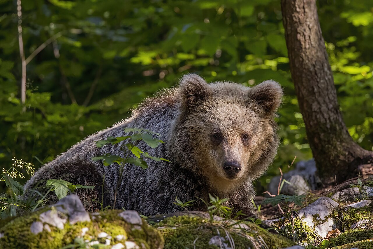მურა დათვი (Ursus arctos) — სტარი კოტი — Charles J. Sharp