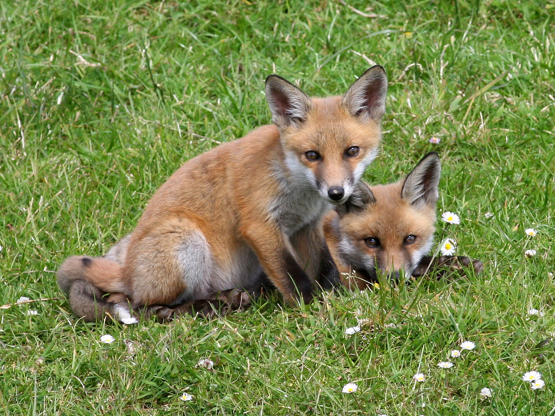 მელა (Vulpes vulpes) — მუდმივი საქართველოში — Ken Billington