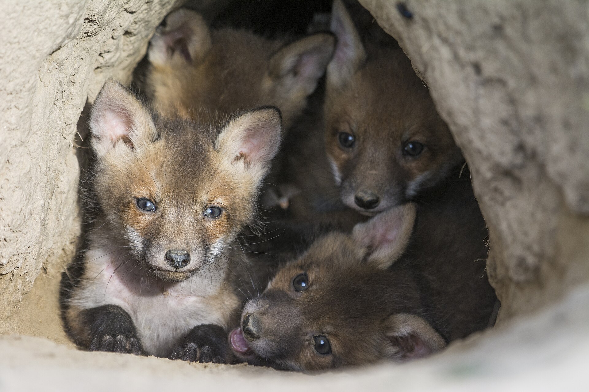 მელა (Vulpes vulpes) — მუდმივი საქართველოში — Divlja Srbija