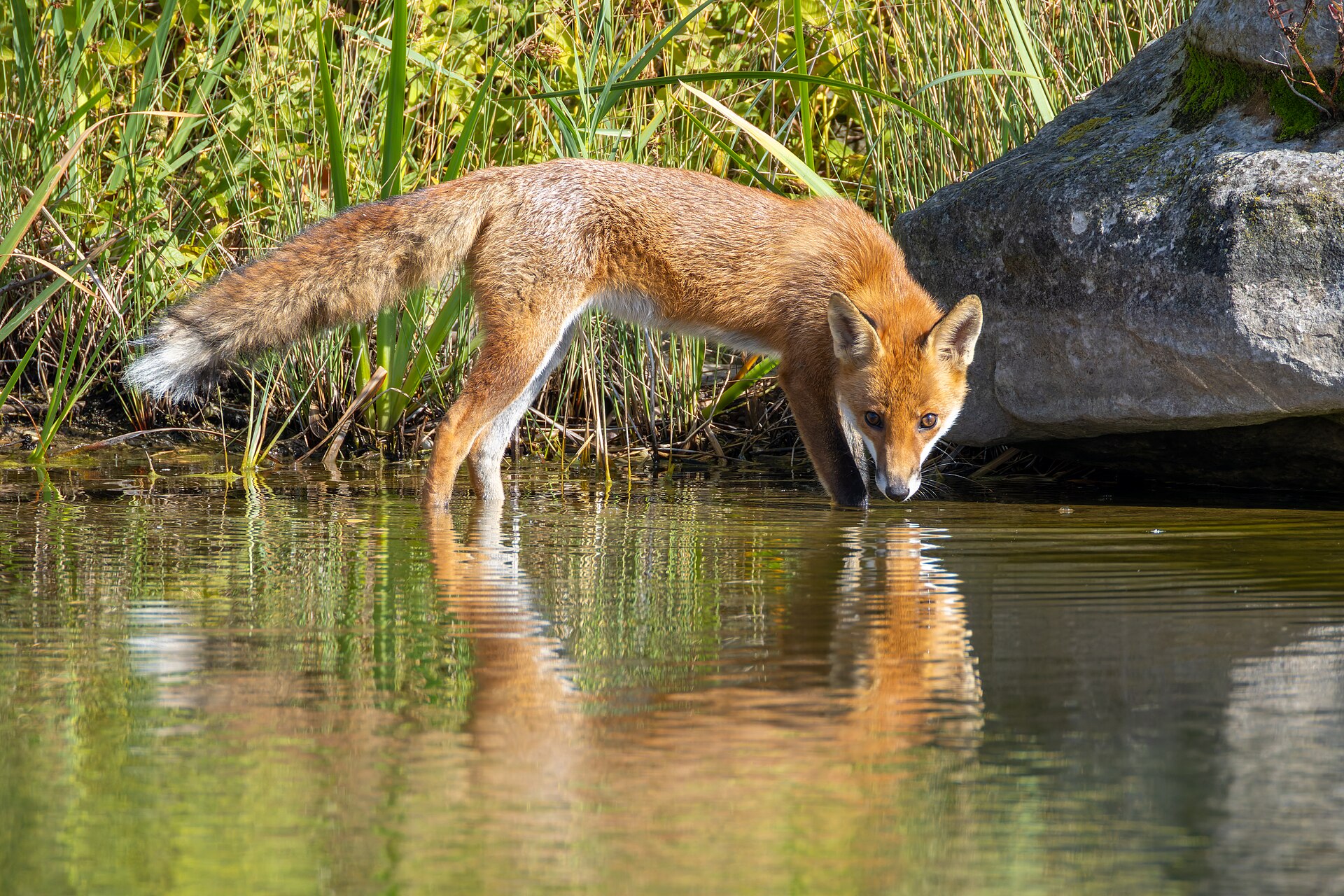 მელა (Vulpes vulpes) — ჟენევილიე — Alexis Lours