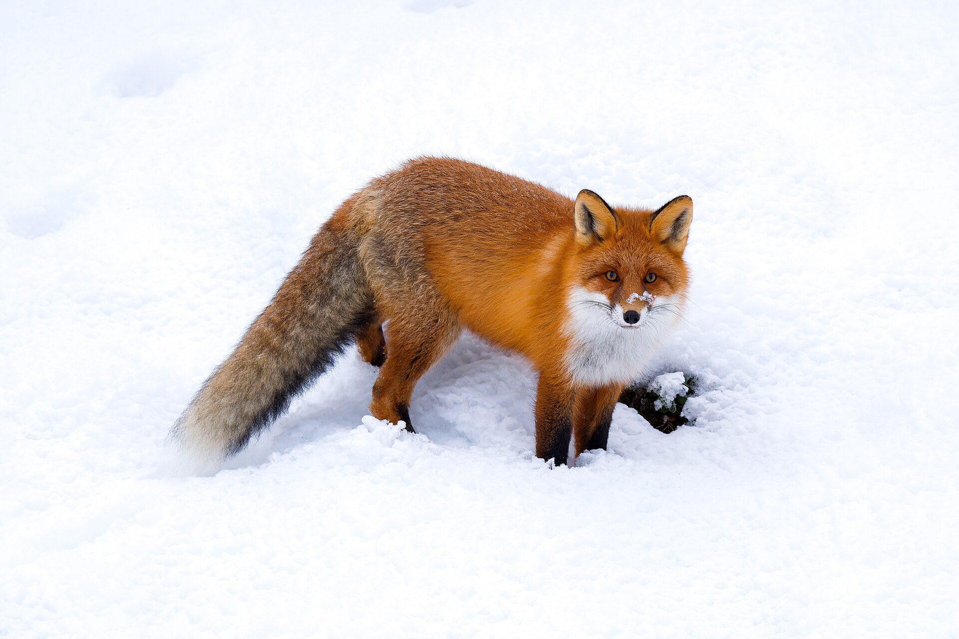 მელა (Vulpes vulpes) — რაუტასი — ClaudiaTen