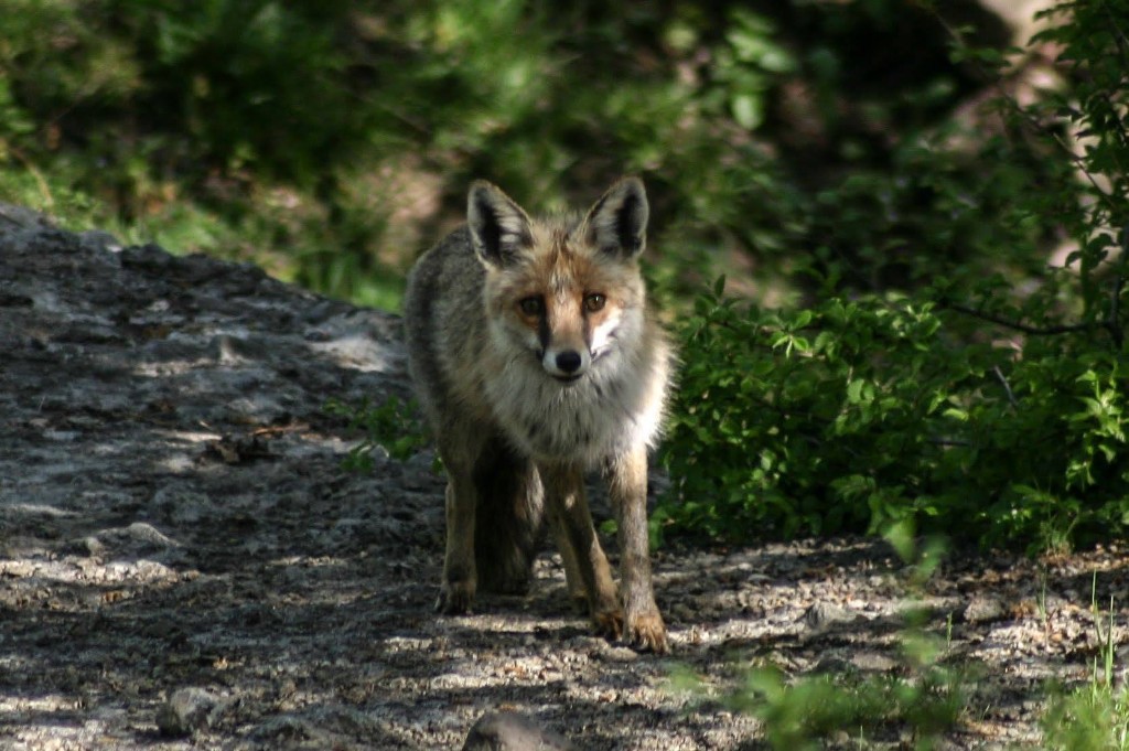მელა (Vulpes vulpes) — მუდმივი საქართველოში — ზაური ხაჩიძე